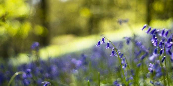 2048x1363 Spring Meadow Wallpapers #6854484