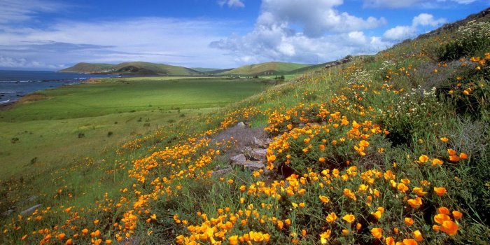 1920x1080 Spring Meadow 32101 1920x1080px