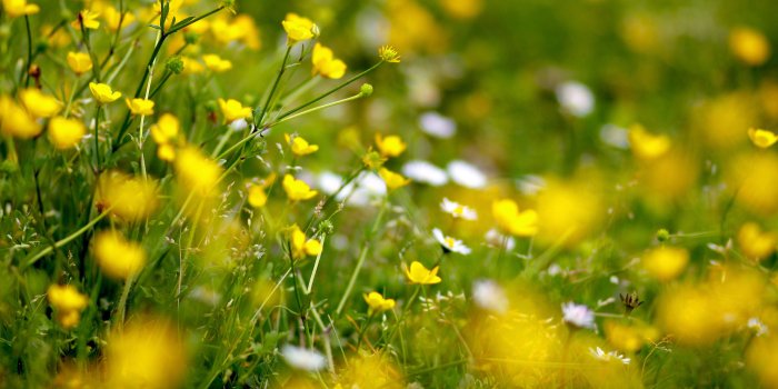 4272x2848 Spring meadow with flowers wallpapers and images - wallpapers