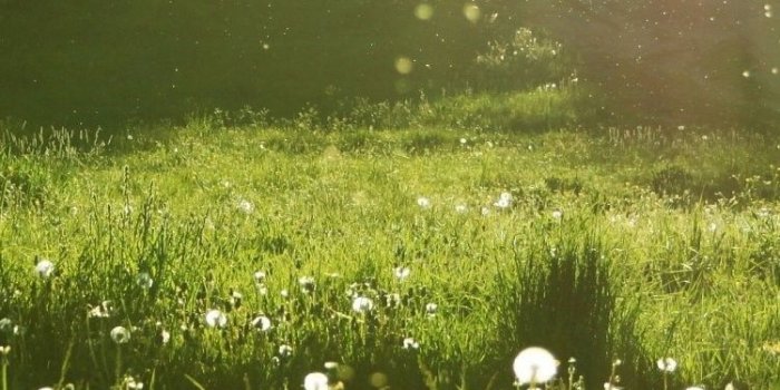 750x1334 Spring Meadow Pink Nature Purple Flowers Field Flower - Sunny Day