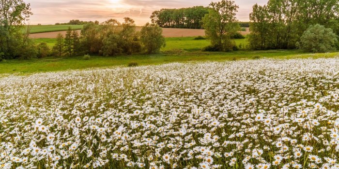 1332x850 Wallpaper field, summer, the sun, trees, flowers, field, chamomile