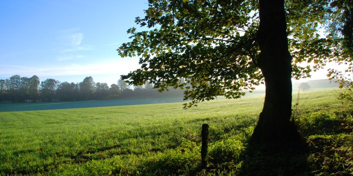 2560x1600 Spring Meadow 32106 2560x1600px