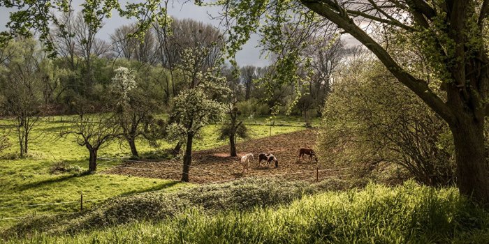 1280x853 Wallpaper Horses Nature Spring Meadow Flowering trees