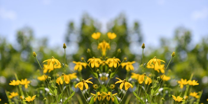 1600x1246 Nature Flora Flowers Summer Garden Spring Meadow Yellow Wallpaper