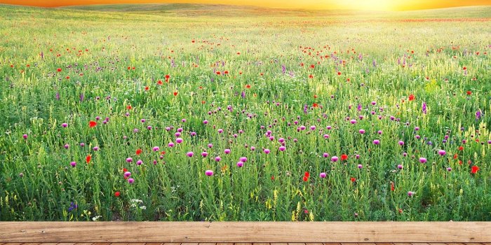 1500x1500 Spring meadow repositionable photo mural | wallpaper Spring meadow of  violet flower. Nature composition. removable self adhesive