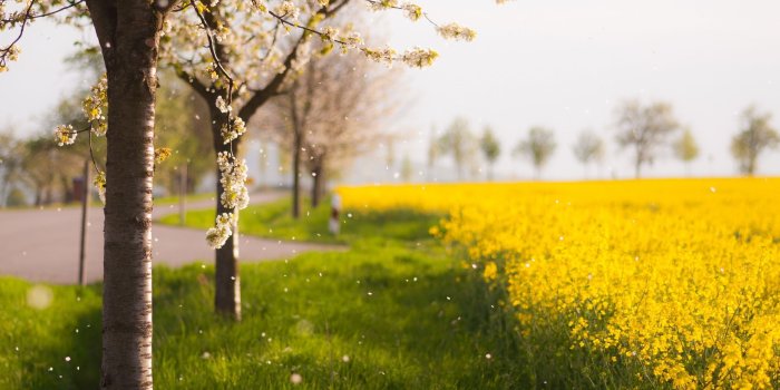 2560x1600 Mustard Plant, Nature, Spring, Meadow, Yellow MacBook Pro 13