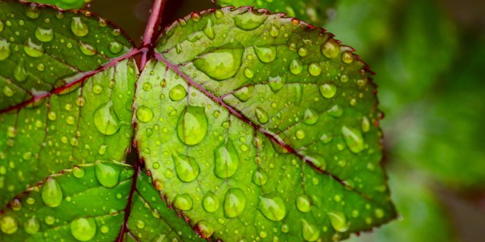 3840x2160 Water droplets on green leaf 4K Ultra HD Wallpapers for Mobile