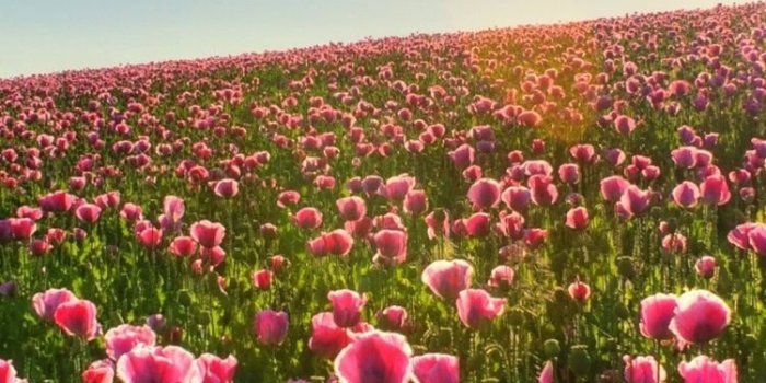 750x1334 Lovely spring meadow =D | Wallpapers ในปี 2019