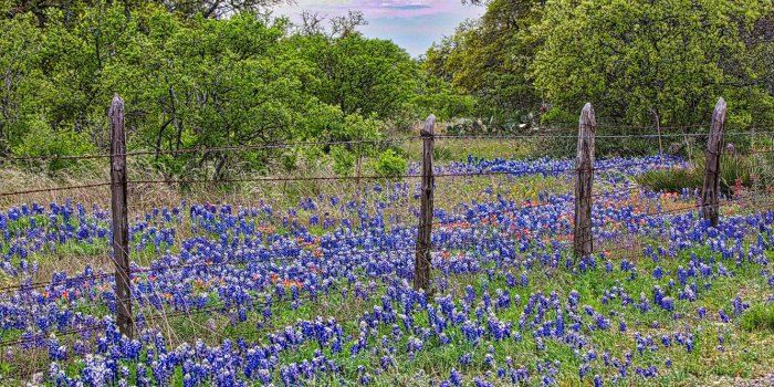 1332x850 Wallpaper flowers, HDR, spring, meadow images for desktop, section