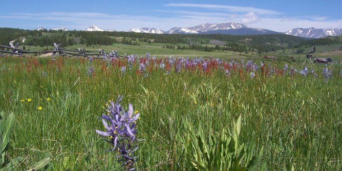 2560x1920 70+ Spring Meadow Wallpapers on WallpaperPlay