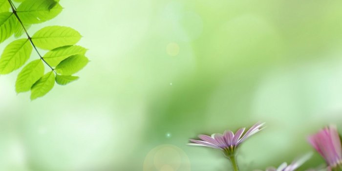 1271x1920 Wallpaper with spring meadow flowers free image