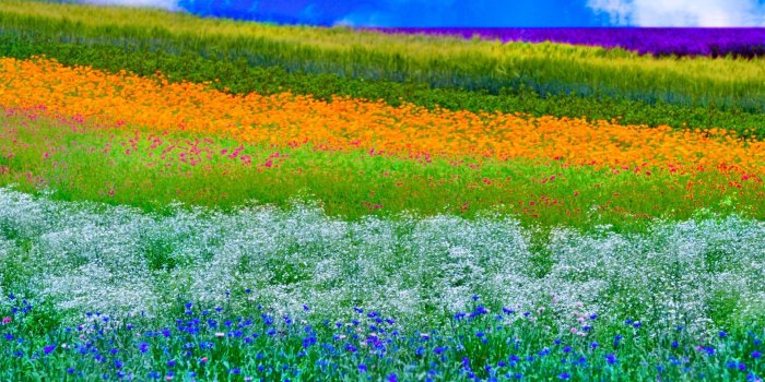 1920x1080 Spring Nature Colorful Meadow Wallpaper - Wallpaper Stream