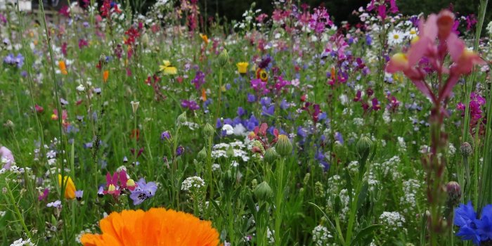 3643x3068 assorted flowers free image | Peakpx