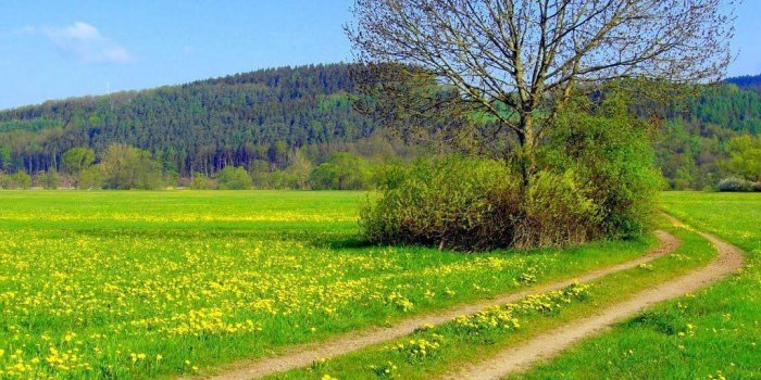 1024x768 Spring Meadow Wallpapers