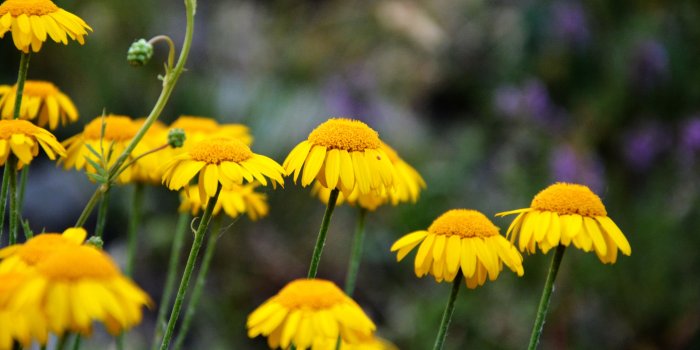 3840x2400 Download 3840x2400 Wallpaper Wild Flowers, Yellow Flowers, Spring