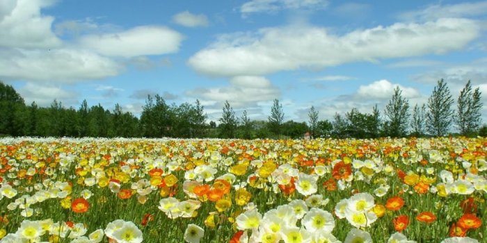 1024x768 Spring-meadow - WeatherNation