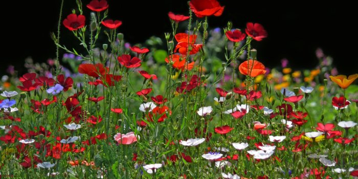 2880x1800 Spring Meadow Flowers Mac Wallpaper Download | Free Mac Wallpapers