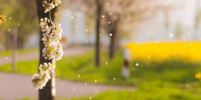 750x1334 Mustard Plant, Nature, Spring, Meadow, Yellow Wallpaper for IPhone 6