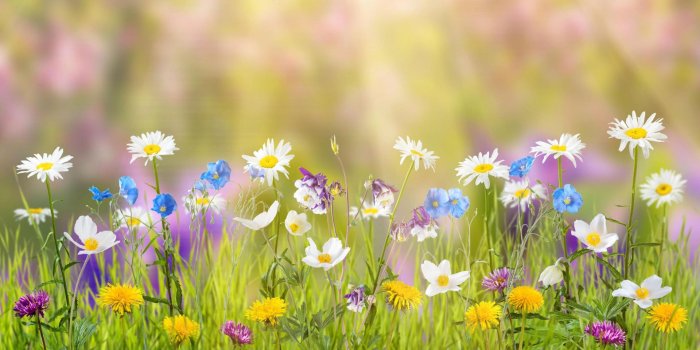 1920x1080 Spring Meadow HD wallpaper download