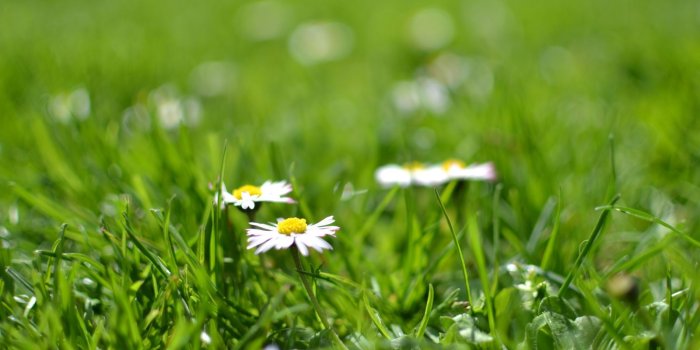 1600x1066 Nature Grass Flora Flowers Bloom Blossom Spring Meadow Wallpaper