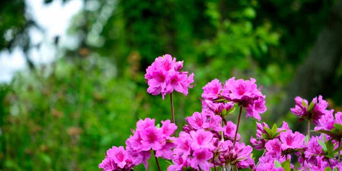 3000x2000 Flowers: Spring Meadow Pink Nature Purple Flowers Field Flower