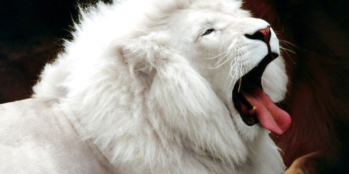 1024x768 Art Bodypainting Wallpaper: Wild Animals Wallpapers HD...