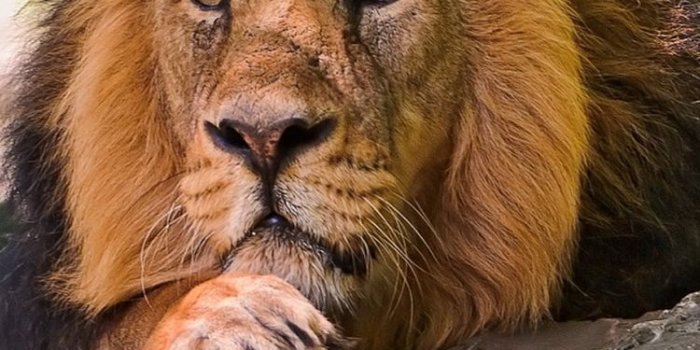 750x1334 10 Wild Animals Wallpapers for the iPhone 6! | iPhone 6 Wallpapers