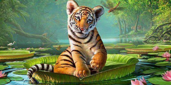 1280x720 Wild Animals Wallpaper HD PixelsTalk Net Qualified Hd Comfortable 6