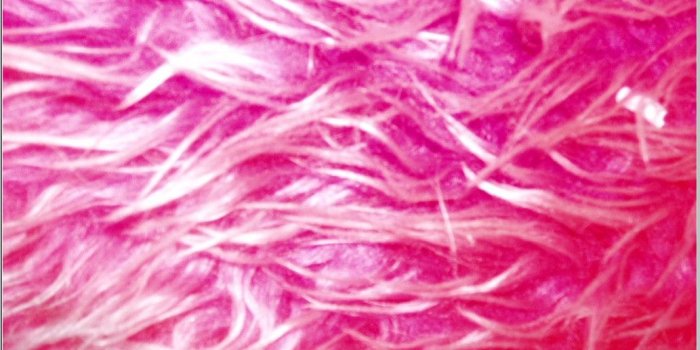 1033x777 Fur Wallpapers