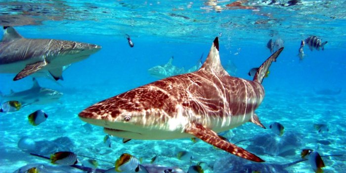 1296x810 Shark Wallpaper | rhymecouncilonline