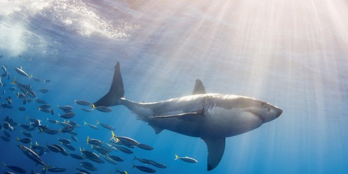 2560x1440 High resolution Great White Shark hd 2560x1440 wallpaper ID:374693