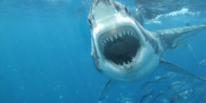 1680x1050 High resolution Great White Shark hd 1680x1050 wallpaper ID:374696