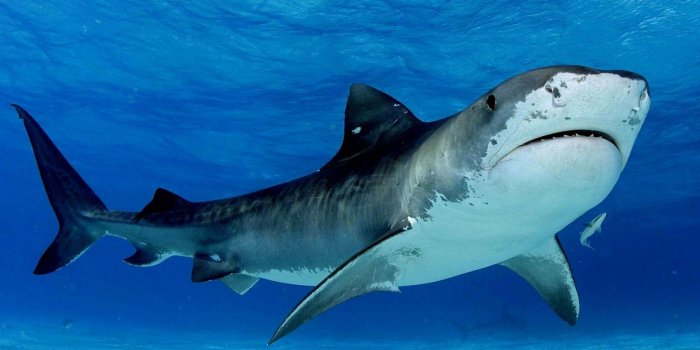 1600x1055 Tiger Shark Wallpaper Hd Desktop | One Wallpapers