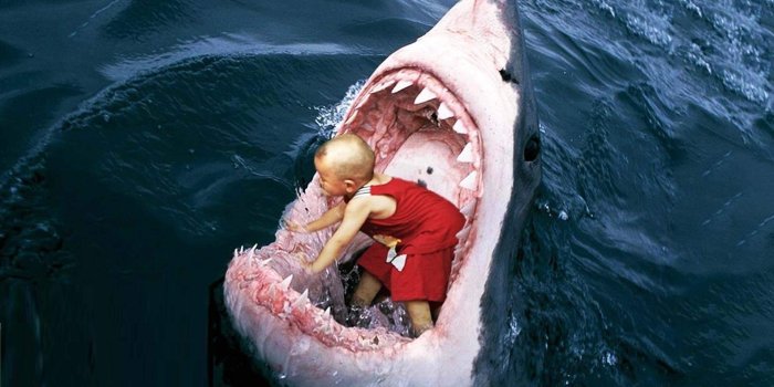 1920x1080 Shark Wallpaper (66+ pictures)