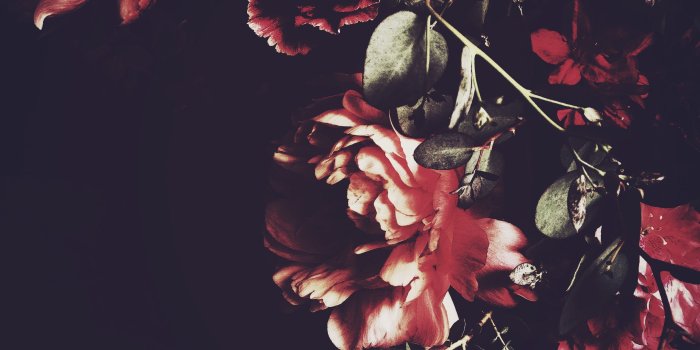 2448x3264 Image result for dark flower photography | Evil Queens | Dark