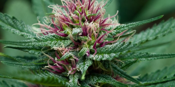 2502x2043 Collection By Diane Murphy Marijuana Bud Wallpaper - Cannabis Flower