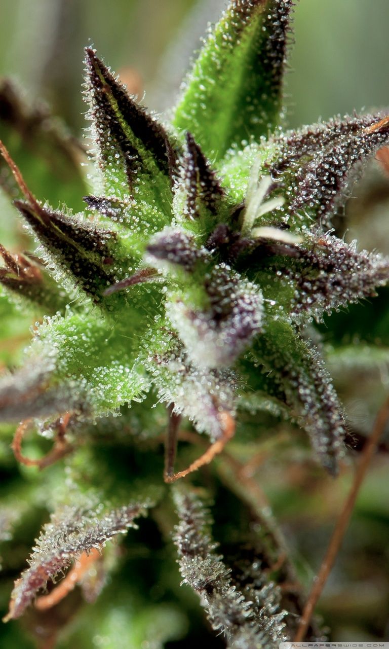 768x1280 Cannabis Closeup ❤ 4K HD Desktop Wallpaper for 4K Ultra HD TV
