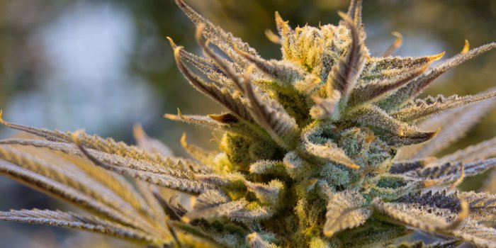 3840x2612 3089053 aeroponics, bud, cannabis, dope, drug, ganja, garden, grass