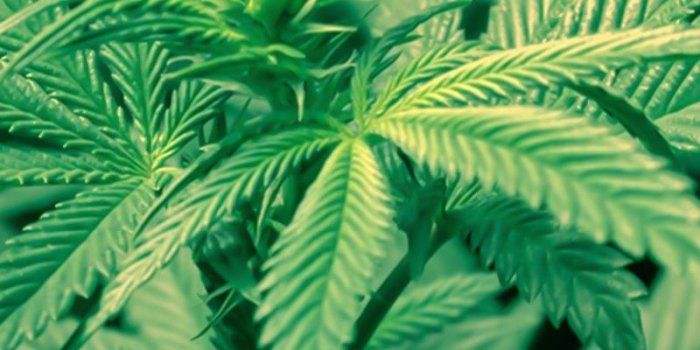 800x1280 Weed Wallpaper for Android - APK Download