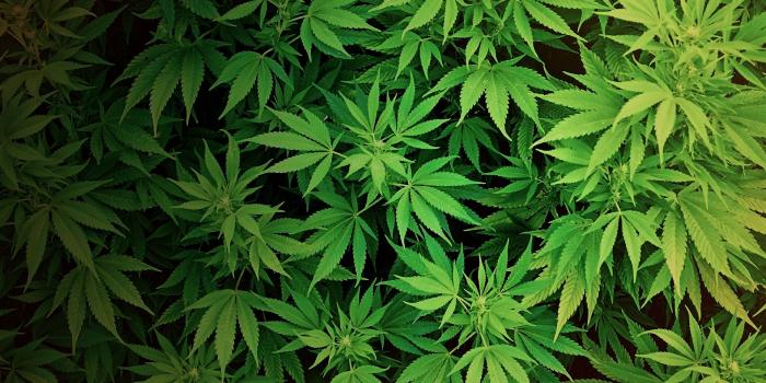 1920x1080 Weed Leaves Background Wallpaper | Wallpaper Download - Clip Art Library