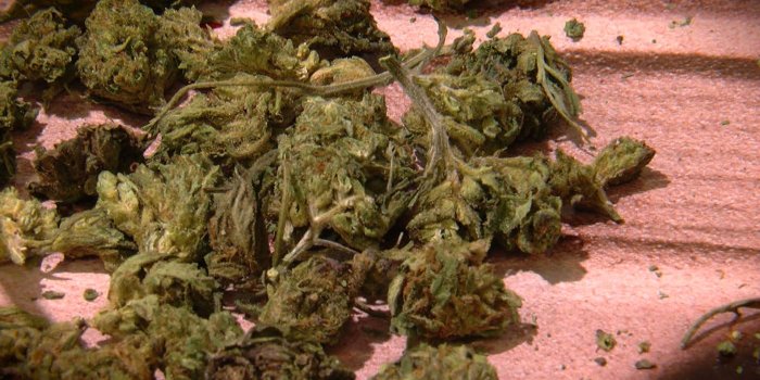 1920x1080 Looks Like Pot But It's Not: Questions Surround Sale Of CBD Flowers