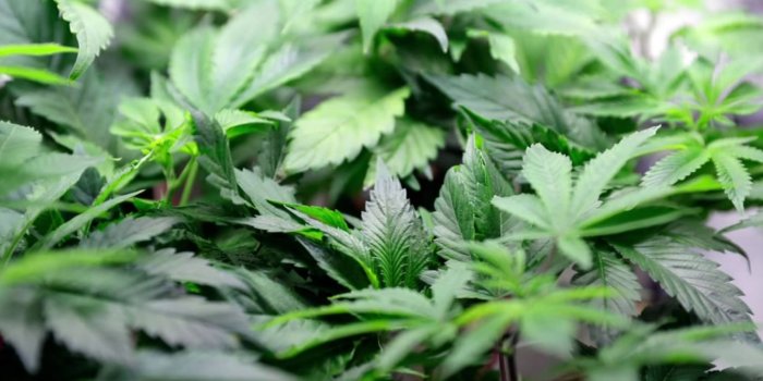 1600x900 Pranksters plant Wyoming city's flower pots with real pot