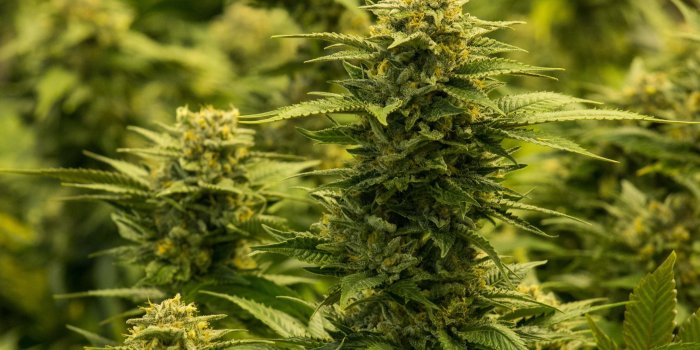 3888x2592 HD wallpaper: 420, cannabis, drug, drugs, marijuana, nature, plant