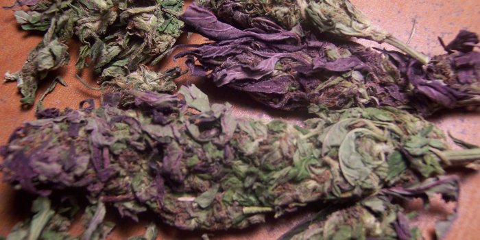 2304x1728 Purple Bud Amazing Quality - WeedPad Wallpapers