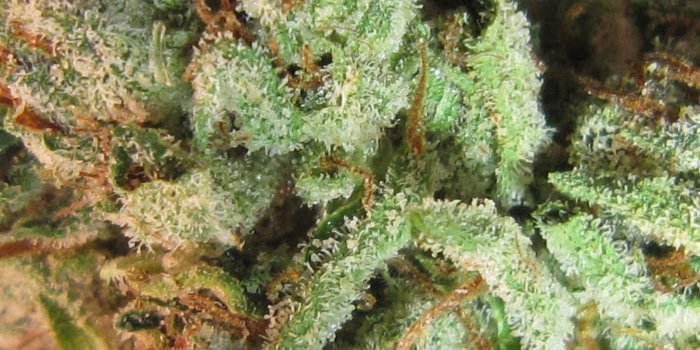 1600x1200 skywalker og | Humboldt Relief: Welcome To The Garden