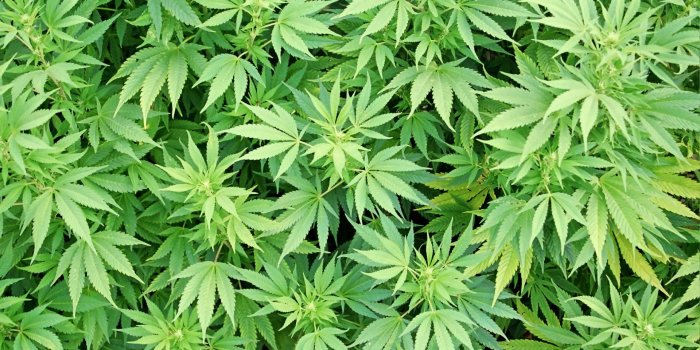 1920x1200 Anybody In This Thread Smoke Weed? | Know Your Meme