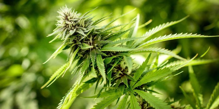 1400x1050 Legal recreational pot bill passes Illinois House, on way to