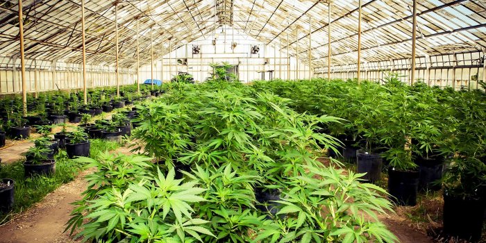 1800x1200 Cannabis Insurance Sales