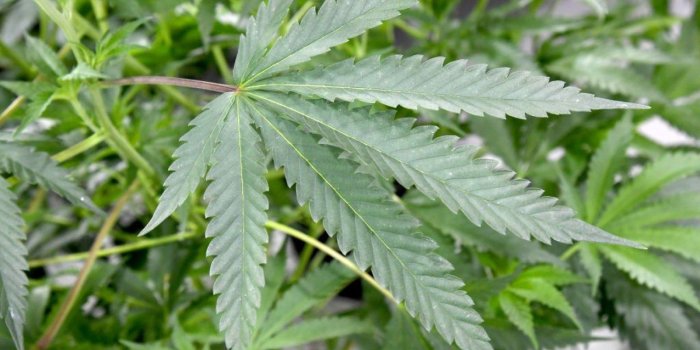 1600x1200 Marijuana Legalization 2018: Which States Might Consider Cannabis