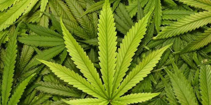 1000x1000 wall26 - Big Marijuana Leaf Close Up with Texture Background of Cannabis  Leaves - Removable Wall Mural | Self-Adhesive Large Wallpaper - 100x144